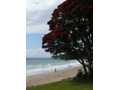 Takapuna Beach Pohutukawa